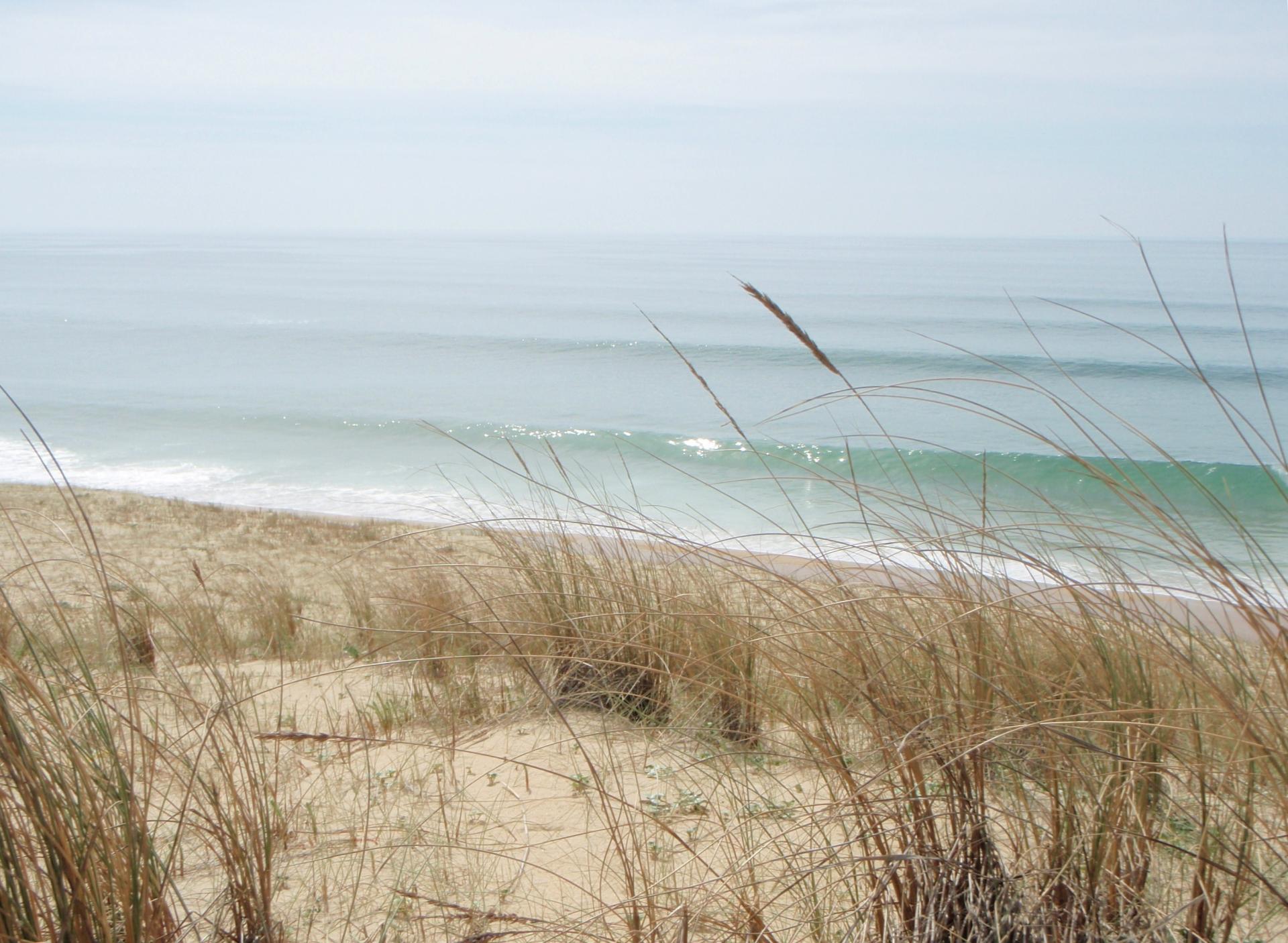 Cordon dunaire avec végétation (oyats) en premier plan et houle du golfe de Gascogne déferlante au second plan (Commune de Messanges, 2010).