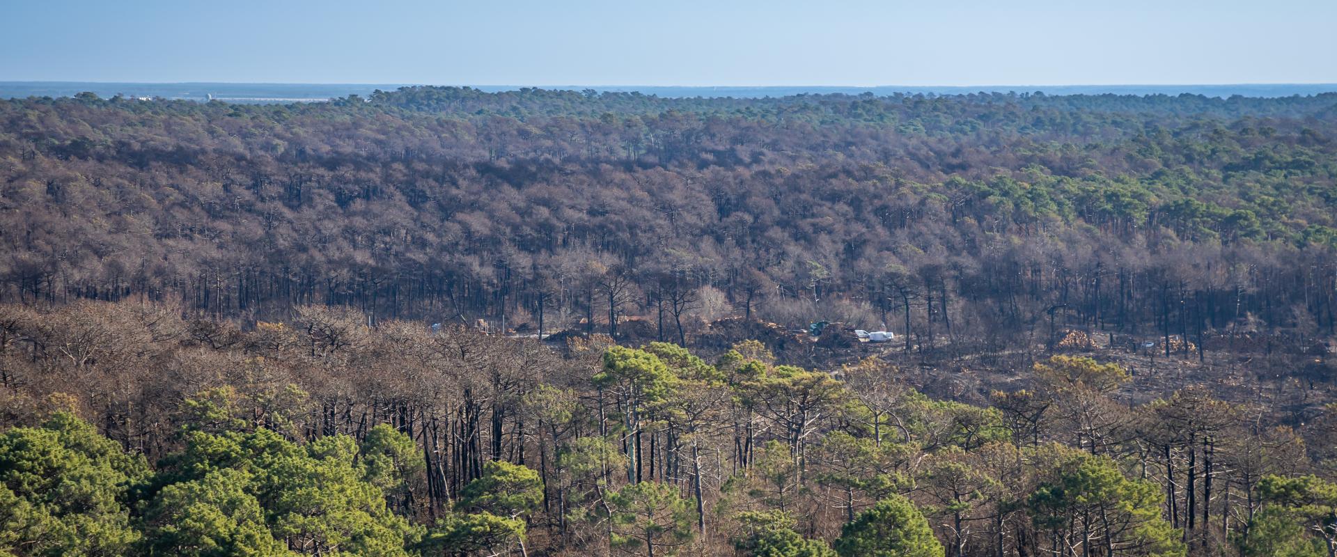 Incendie à la Teste de Buch, 2022, France