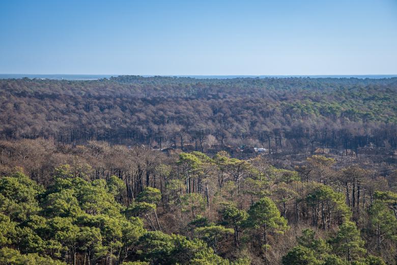 Incendie à la Teste de Buch, 2022, France